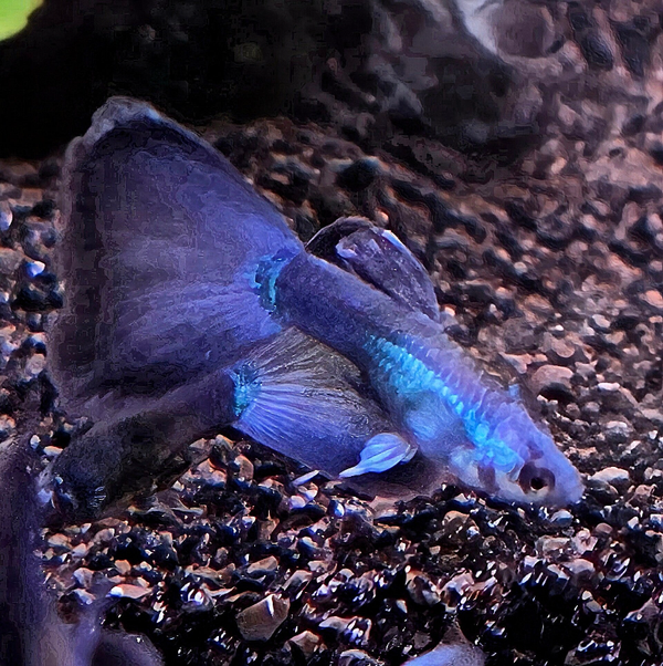 Blue Moscow guppen