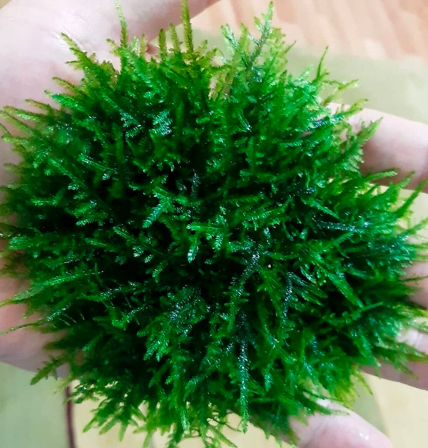 Spiky moss