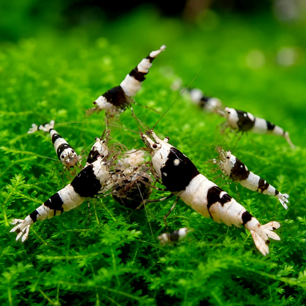 Crystal black garnalen PBL ( Caridina)