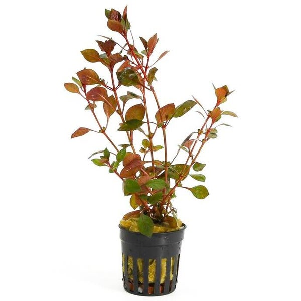 Ludwigia Palustris super red, rode aquariumplanten