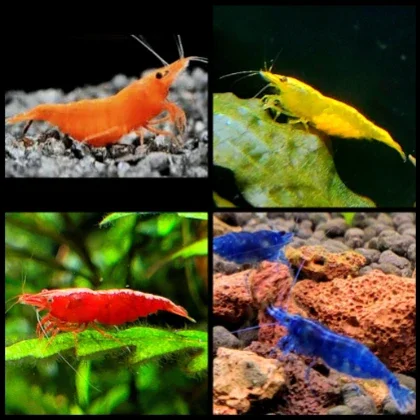 Nano-aquarium met Neocaridina garnalen