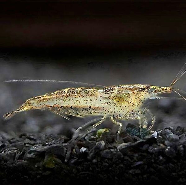 Neocaridina Wild Type