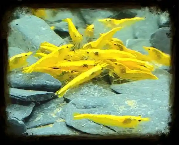 Neocaridina Yellow Neon Fire garnalen