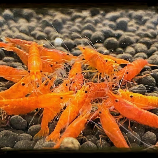 Orange Sakura garnalen (Neocaridina)