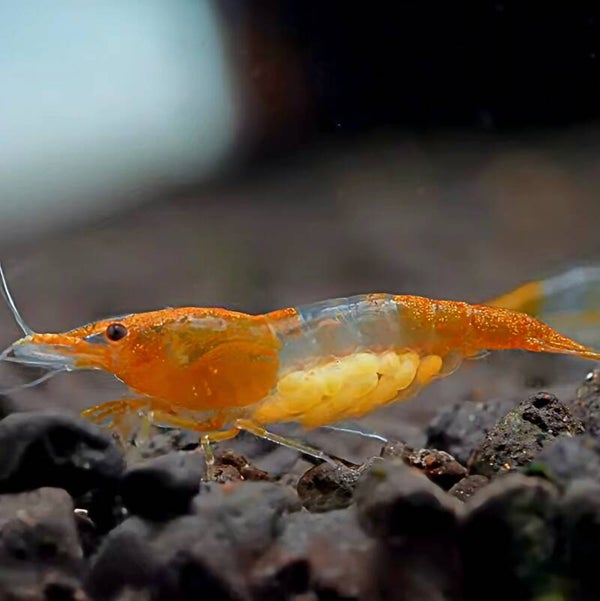 Orange rili garnalen (Neocaridina)