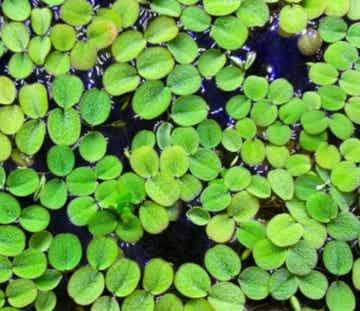 Aquarium drijfplanten Salvinia Minima