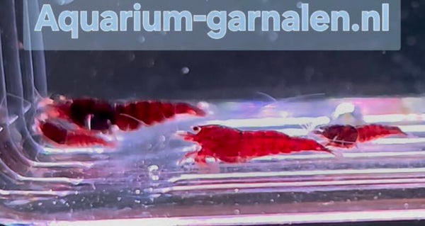 Batch 4 Caridina Red Tibee garnalen