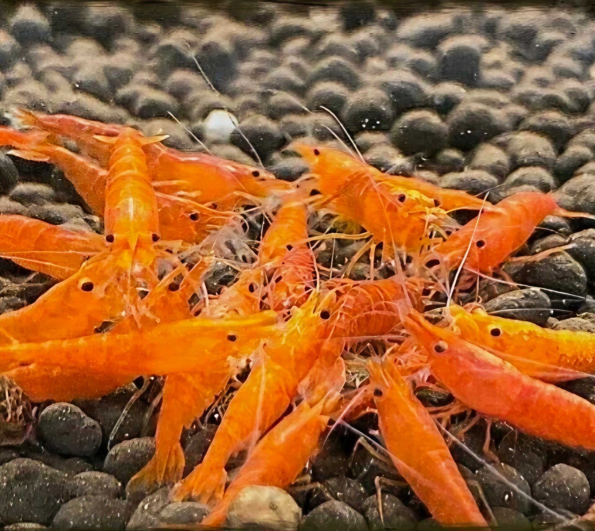 Orange Sakura garnalen (Neocaridina)