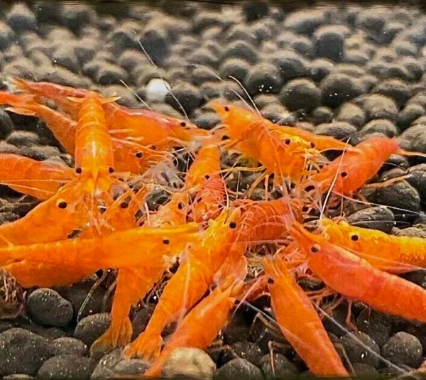 Orange Sakura garnalen (Neocaridina)