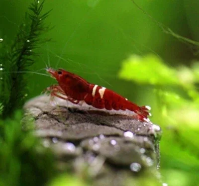 Taiwan Bee garnalen kopen