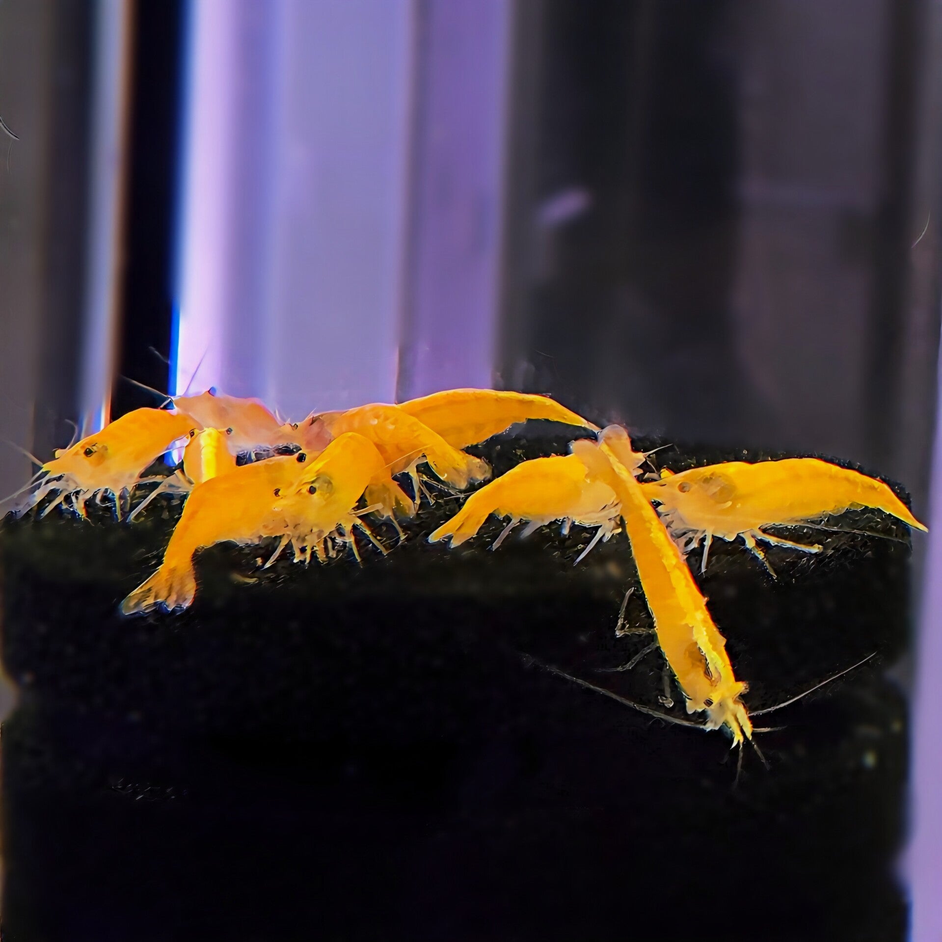 Licht oranje Neocaridina garnalen