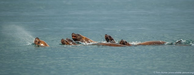 alaska_2006_seeloewen_1247-bearbeitet-standard.jpg