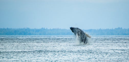 alaska_2006_wale_0577-bearbeitet-standard.jpg