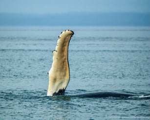 alaska_2006_wale_1287-bearbeitet-standard.jpg