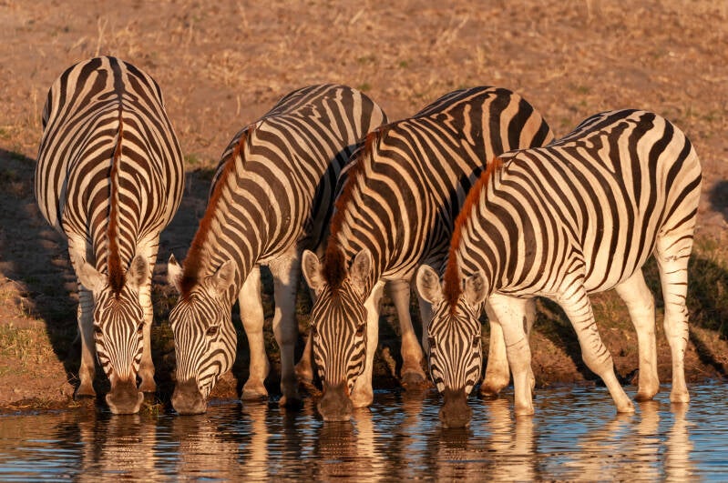 botswana_200905_voegel_zebra_2580-bearbeitet-standard.jpg