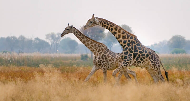 botswana_2010-09_giraffe_4094-bearbeitet-bearbeitet-standard.jpg