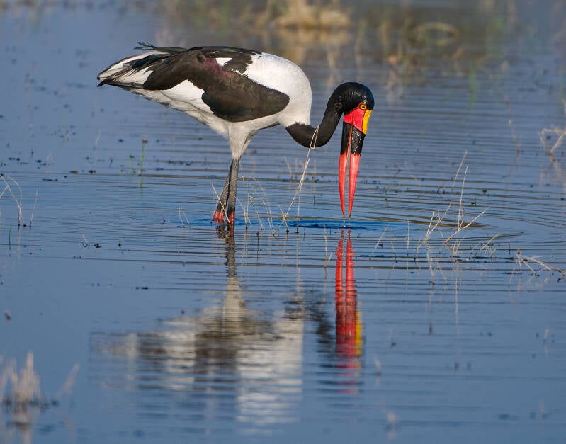 botswana_2010-09_storch_3348-bearbeitet-standard.jpg