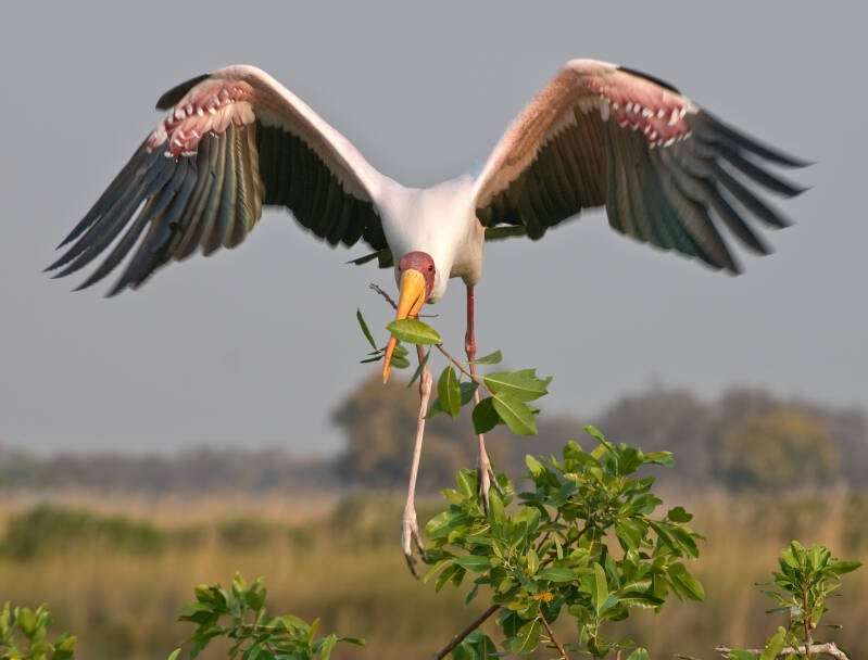botswana_2010-09_storch_3841-bearbeitet-standard.jpg