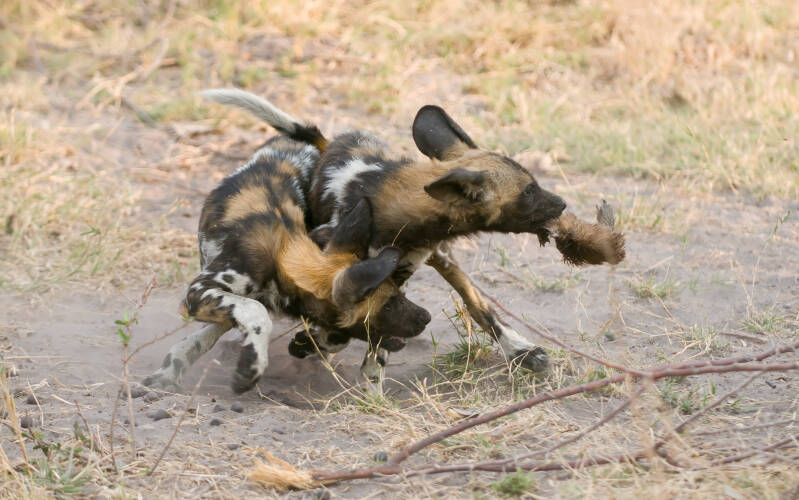 botswana_2010-09_wildhunde_1230-bearbeitet-standard.jpg