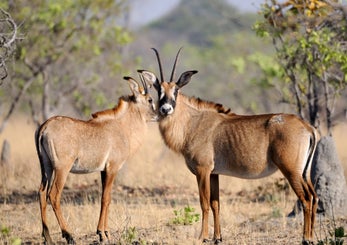 tiere_zambia_005-standard.jpg