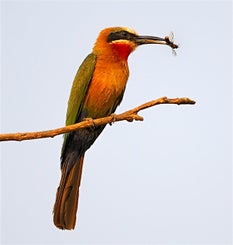 tiere_zambia_028-standard.jpg