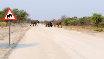 tiere_zambia_045-standard.jpg
