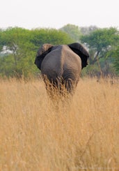 tiere_zambia_048-standard.jpg
