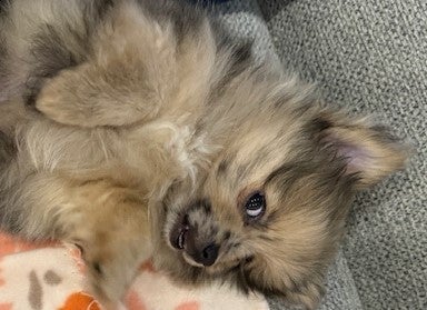 Pip-Tip- Added per Customer Request