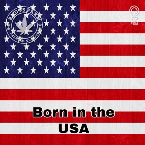 Born in the USA - Feminized Mixed Pack