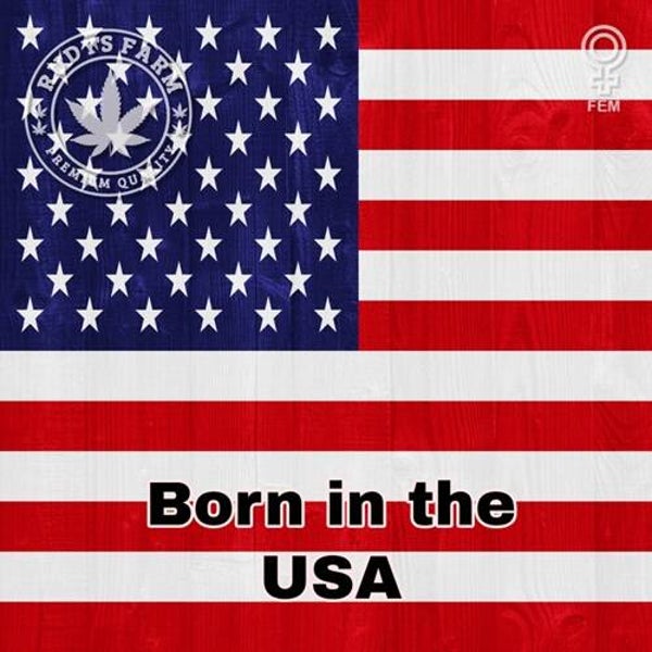 Born in the USA - Feminized Mixed Pack