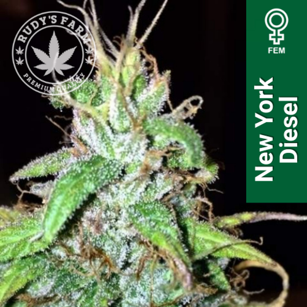 New York Diesel