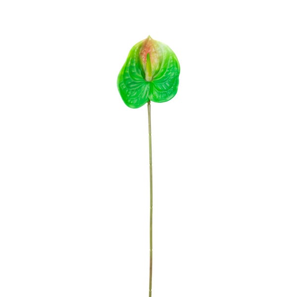 Anthurium jungle