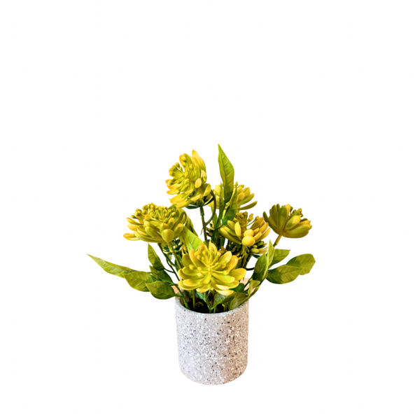 Aeonium plant geel
