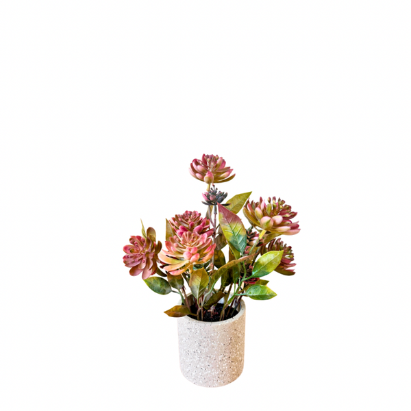 Aeonium plant roze