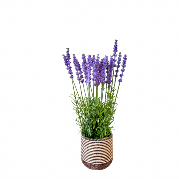 Lavendel plant paars