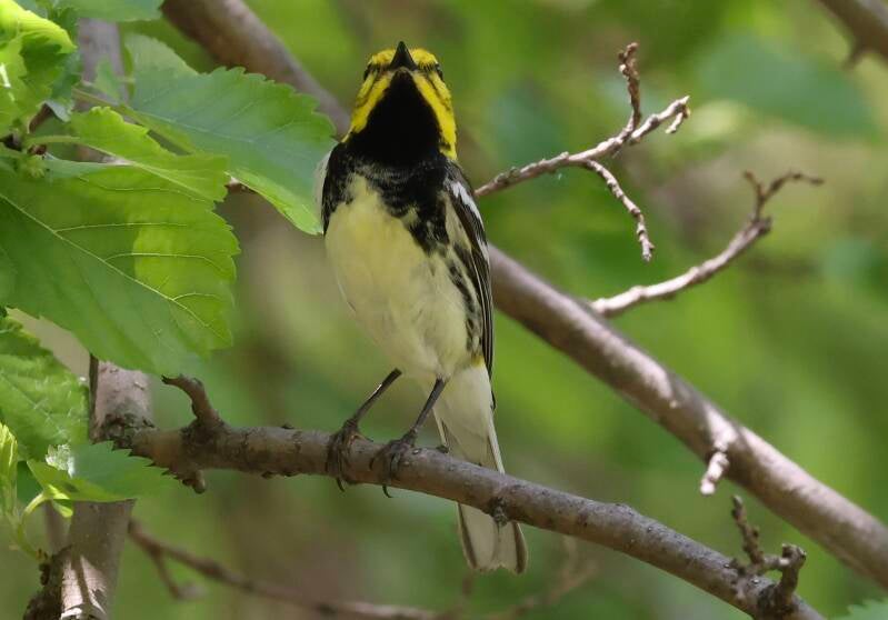 Black Throated Green Warbler