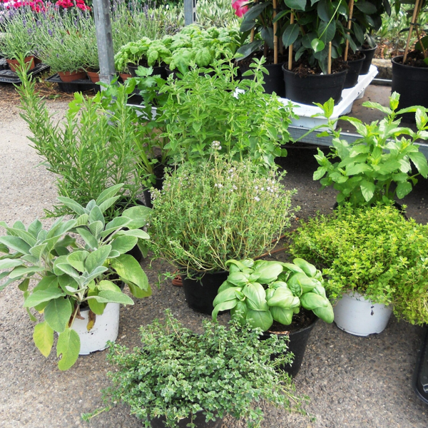 6 x Piante Aromatiche varietà miste in vaso 14