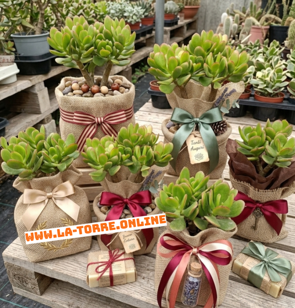Albero di Giada "Crassula" in Confezione Regalo
