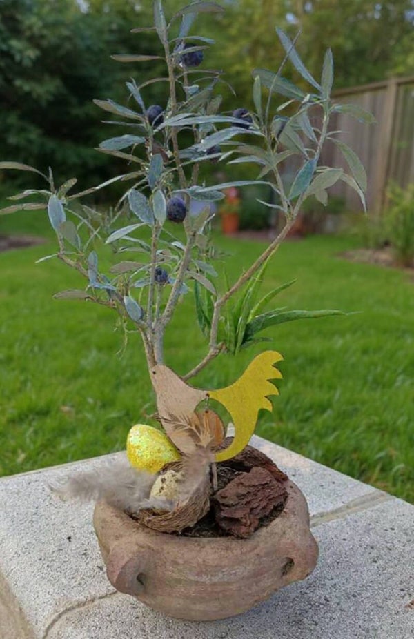 Ulivetto Mini Bonsai in Giarre Terracotta