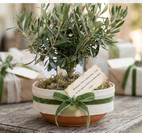Ulivo Bonsai ciotola Confezione Regalo.