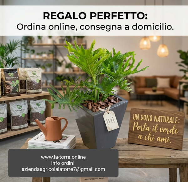 Pianta di Philodendro con vaso arredo Grigio