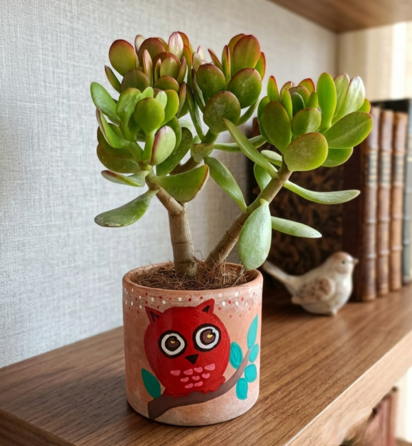 Pianta Grassa in terracotta decò Gufetto. Idea regalo Laurea
