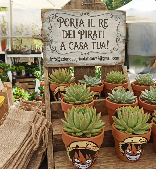 Pianta Grassa One piece in terracotta decorata