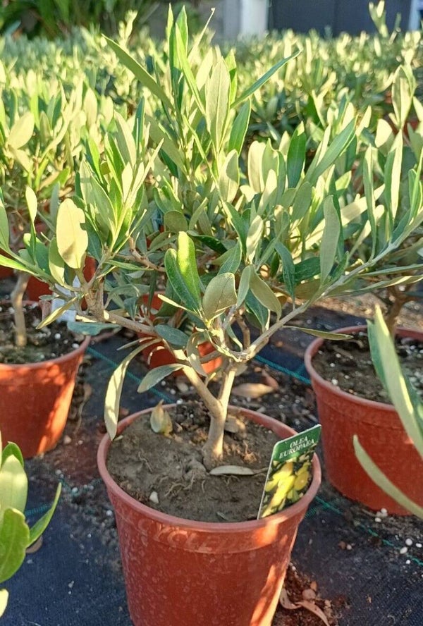 Ulivetto bonsai in vaso 15