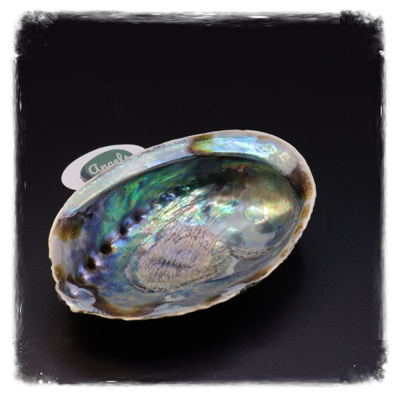Abalone Smudge schelp groen 13-15cm
