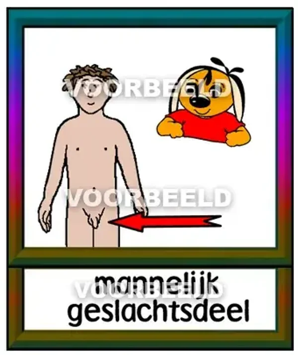 Mannelijk geslachtsdeel