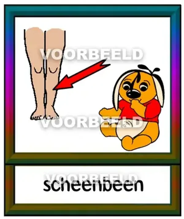 Scheenbeen