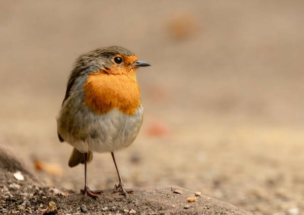 Your Robin