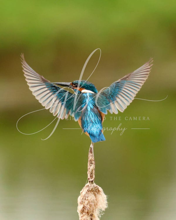 Cattail Ballet