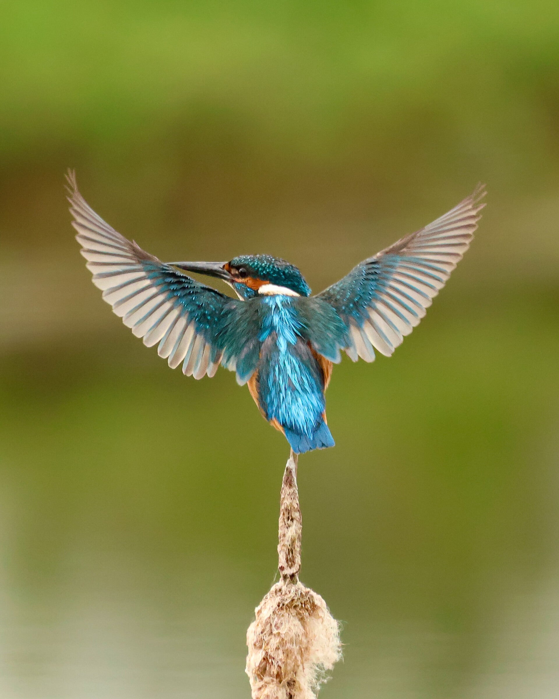 Cattail Ballet